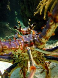spiny lobster
key largo, FL
canon s70, no strobes by Dylan Matheson 